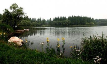 崇明西沙湿地公园的湿地生物