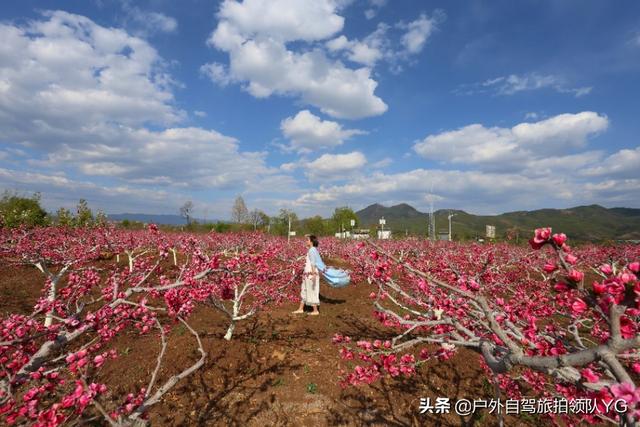 汕头人民可以去哪里赏花？