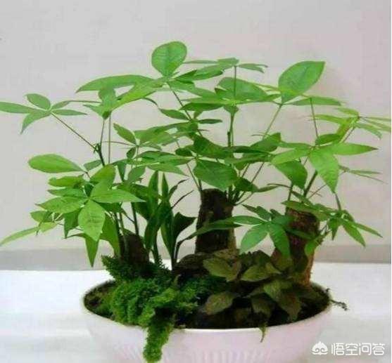 江边住宅适合种植什么植物？