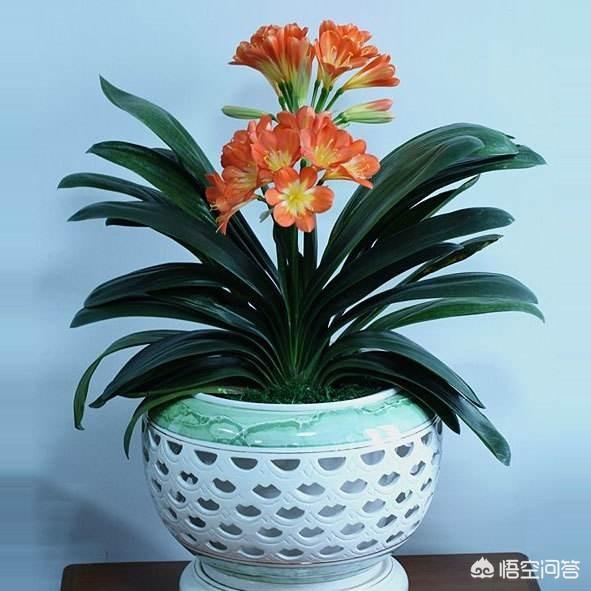 江边住宅适合种植什么植物？