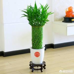 江边住宅适合种植什么植物？