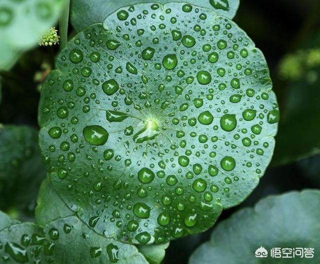 这种植物怎么养？